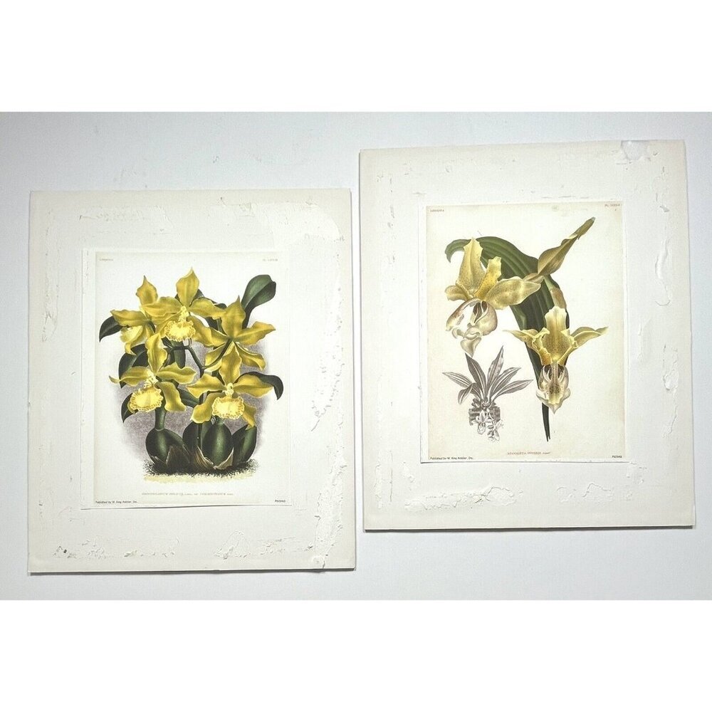 SET 2 Mounted Giclee Botanical PRINTS of ORCHIDS 10.5"x13.5" LUCIEN LINDEN $500
